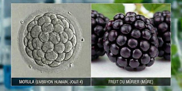 Image rapprochée d'une morula et d'une mûre