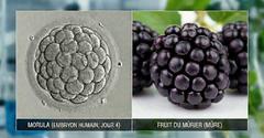 Image rapprochée d'une morula et d'une mûre
